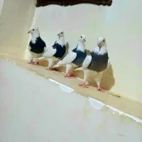 کبوتر|پرنده|رحمتآباد, |دیوار