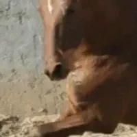 فروش اسب زیبای عرب خالص ایرانی|اسب و تجهیزات اسب‌سواری|دماوند, گیلاوند|دیوار