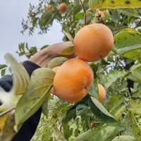 فروش خرمالو صادراتی|خوردنی و آشامیدنی|تهران, سعادت‌آباد|دیوار