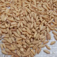 گندم بذر باران بوجاری شده تمیز