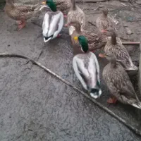 دو عدد اردک پروازی نر