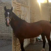 فروش اسب یک سر مدرک دار به علت احتایج مالی