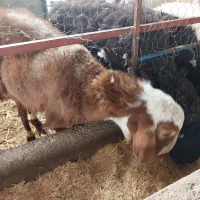 بره نر|حیوانات مزرعه|بیرجند, |دیوار