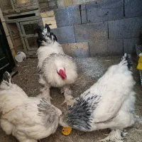 تخم مرغ برهما و گلین