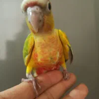 گرینچیک ردچیک دایلوت مینت مونچیک