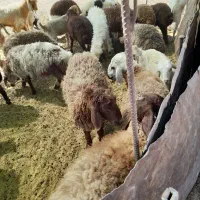 ۱۲بره نر شیری کشتاری هم پای پروار|حیوانات مزرعه|کوهدشت, |دیوار