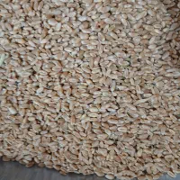 انواع غذای پرنده