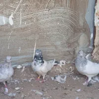 فوری|پرنده|بم, |دیوار