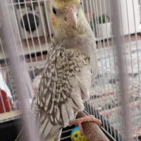 عروس هلندی نر صدفی پروانه ای|پرنده|تربت جام, شهرک آزادگان|دیوار