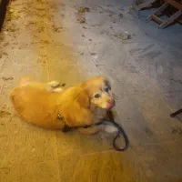 سگ نژاد اشپیتز گلدن|سگ|هشتگرد, فاز ۱ مهستان|دیوار