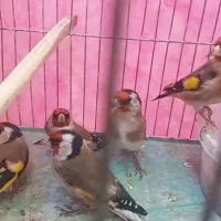 جوجه  سهره|پرنده|اصفهان, کوی امیریه|دیوار