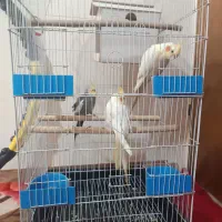 ۳ عدد عروس هلندی آماده همراه باقفس