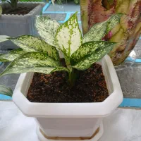 گل اگنما برفی