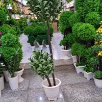 تولید و پخش درختچه مصنوعی|گل مصنوعی|آفتاب, |دیوار