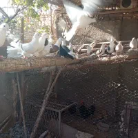 کبوتر دوکت|پرنده|زارچ, |دیوار