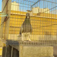 بدرنگ ماده  خرقه 12ماهه آماده جفت|پرنده|اصفهان, عسگریه|دیوار