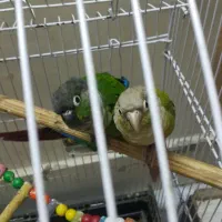 طوطی گریینچیک|پرنده|مشهد, عیدگاه|دیوار