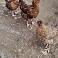 مرغ محلی تخم گذار