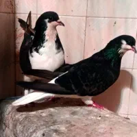 کبوتر سیاه پشت