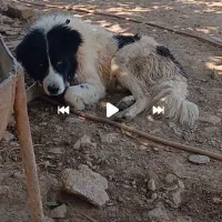 سگ گله ای