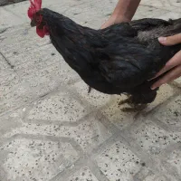 مرغ تخم گذار