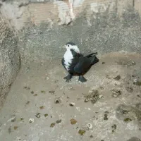 کلاغ کرباتی چپ و ساده|پرنده|چناران, |دیوار