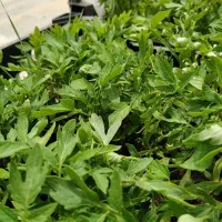 تولکی ( نشا ) گوجه خوران و گوجه گیلاسی