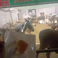 فروش شیر الاغ خر و دیگر محصولات الاغ (سیرجان)|خوردنی و آشامیدنی|سیرجان, |دیوار