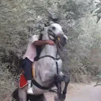 اسب کورد ۵ سال