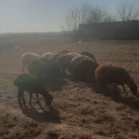 کارگر باغبانی حرس جمع آوری علف و بیل زنی