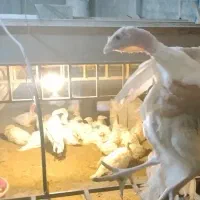 بوقلمون بیوتی