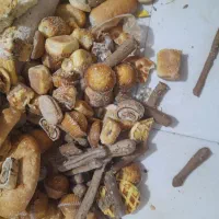 نان خشک سالم|عمدهفروشی|سنگر, |دیوار