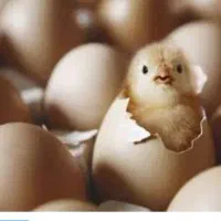 کتاب نظرگرفتن سرکتاب قرانی