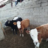 ۳ عدد گوساله نر ۱ عدد گوساله ماده