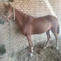 اسب|اسب و تجهیزات اسب‌سواری|حمیدیه, |دیوار