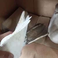 کبوتر جفت اصل و نسب دار|پرنده|رشت, یخسازی|دیوار