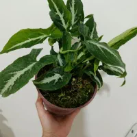 سینگ مخملی