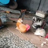 خروس سبرایت یا چینی