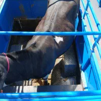 فروشخرید گاو گوساله تلیسه نوبر یک بار زا|حیوانات مزرعه|همدان, |دیوار