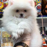 پامرانین خرسی سایز صفر|سگ|رشت, لاکانی|دیوار