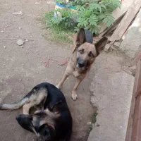 واگذاری سگ|سگ|چابکسر, |دیوار