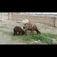 گوسفند دوقلو بابره های نر