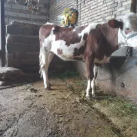 تلیسه قرمز تازه تلقیح شده تلیسه هلشتان امریکایی