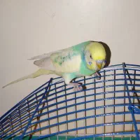 مرغ عشق هفت رنگ نر