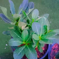 کاکتوس گل آپارتمانی بنسای ادنیوم سطل ۴ تنه دار|گل و گیاه طبیعی|تهران, مسعودیه|دیوار