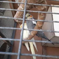 عروس هلندی معاوضه