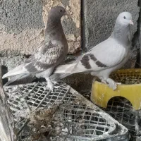 کبوتر زاغ وترک
