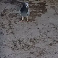 ماده پلنگ کرمانی