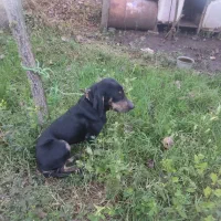 سگ ماده شکاری پوینتر املش|سگ|املش, |دیوار