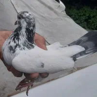 تعدادی کبوتر نر و ماده|پرنده|چالوس, |دیوار